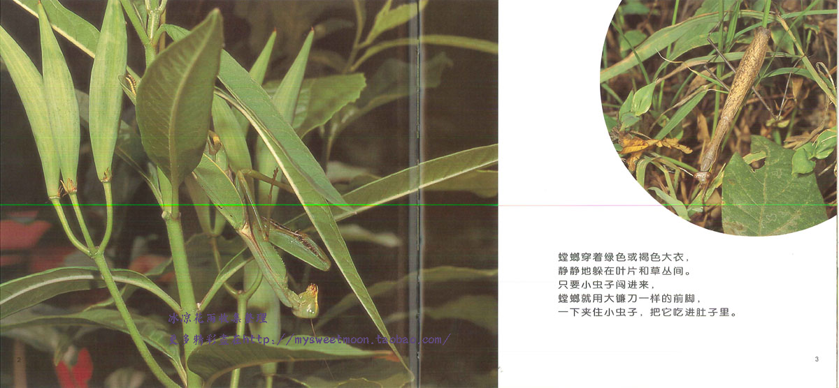 昆虫躲猫猫 (01),绘本,绘本故事,绘本阅读,故事书,童书,图画书,课外阅读